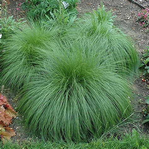 Prairie Dropseed Grass - Plant Guide