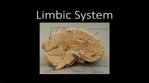 Brain : ส่วนประกอบของสมอง : - YouTube