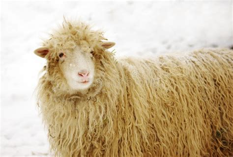 Winter Landscape with Sheep and Snow Stock Photo - Image of winter ...