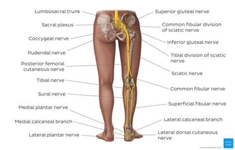 Straight Leg Raise Test - Physiopedia