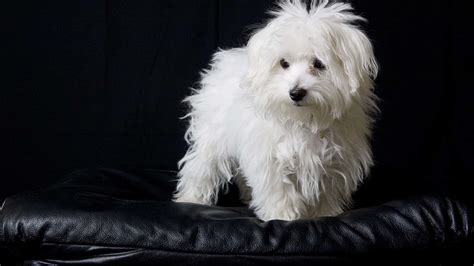 Teacup Maltese Pictures - AZ Animals