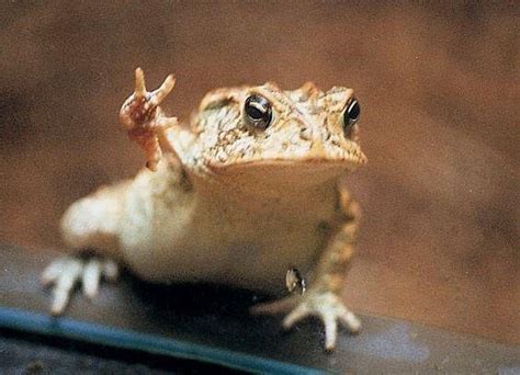 We want world peace. 🏻 - Animals | Funny frogs, Frog, Cute reptiles