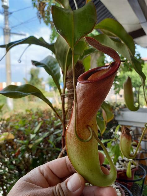 Philippine Pitcher Plants "Nephentes alata" & "Nephentes mirabilis ...