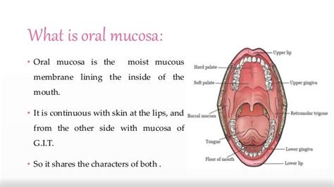 Oral Mucosa Diagram