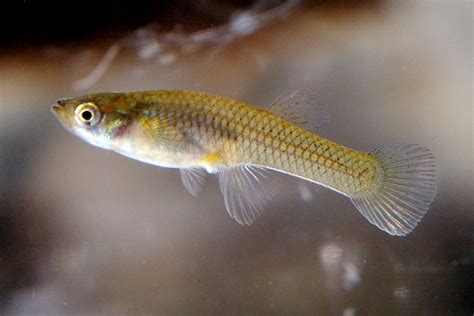 Twin lives of the Gambusia fish: a protector against disease or a pest?