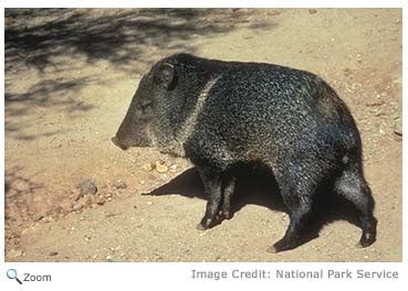 Collared Peccary - Pecari tajacu - NatureWorks