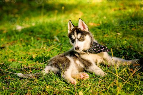 Cute husky puppy playing in the park 842259 Stock Photo at Vecteezy