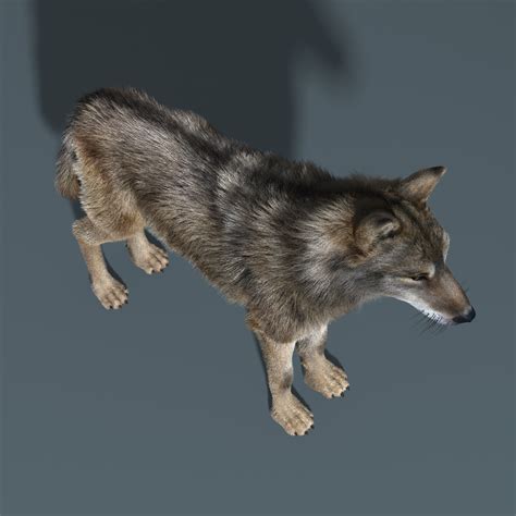 gray wolf fur rigged max