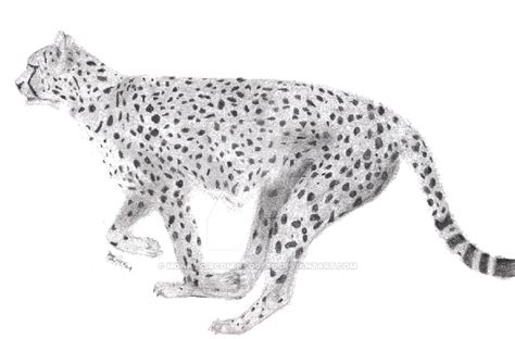 Download Running Cheetah Png Image With Transparent Background ...