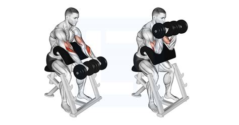 Dumbbell Reverse Preacher Curl - Guide, Benefits, and Form