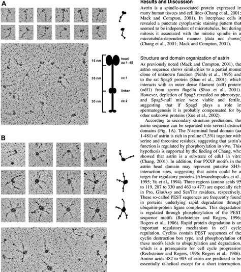 (A) Electron microscope analysis of recombinant astrin-T7 in low salt... | Download Scientific ...