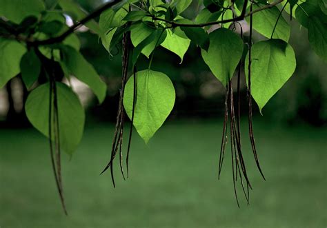 Catalpa Leaves Botany - Free photo on Pixabay - Pixabay