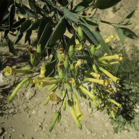 Nicotiana glauca - Plant Biodiversity of South-Western Morocco