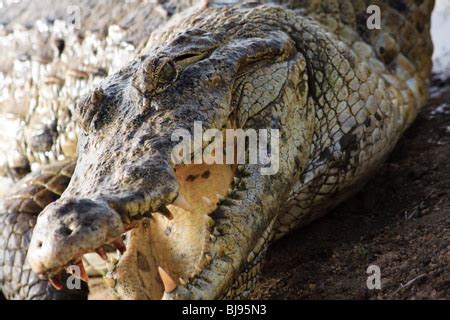 Africa Animals Crocodiles Ghana Paga Reptiles Stock Photo - Alamy