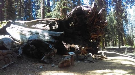 Wawona Tunnel Tree (Yosemite National Park) - 2021 All You Need to Know BEFORE You Go (with ...