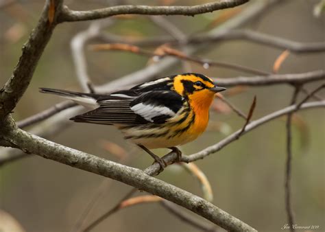 Blackburnian Warbler (Breeding Male) | Blackburnian Warbler … | Flickr