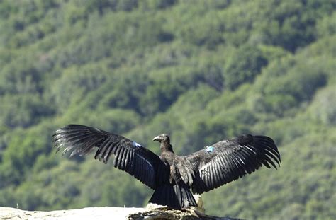 File:California-condor.jpg - Wikipedia