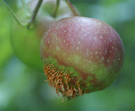 cedar apple rust – Philadelphia Orchard Project