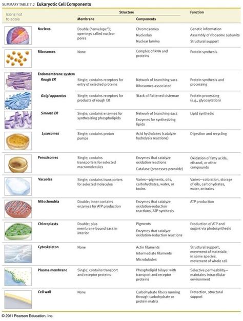 Image result for structures of the cell and their functions | Teaching biology, Science cells ...