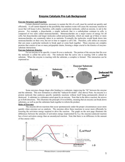 Enzyme Regulation