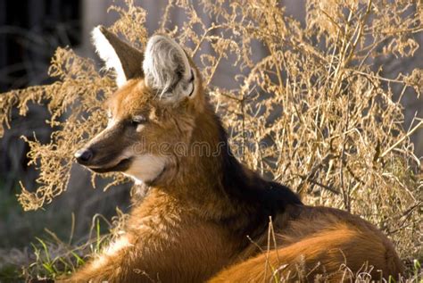 Maned fox stock photo. Image of argentina, maned, carnivore - 7601182