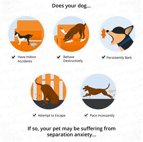 Understanding Separation Anxiety in Dogs & Cats | Canna-Pet