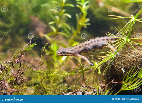 Common Newt or Smooth Newt, Lissotriton Vulgaris, Male in Breeding Water Form, Biotope Aquarium ...