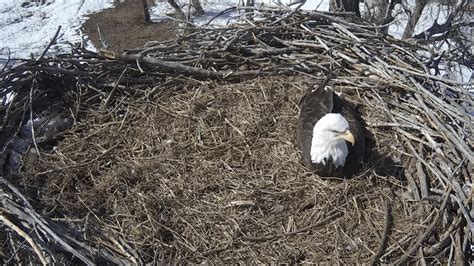 Keeping an Eagle Eye Out for Bald Eagle’s Eggs to Hatch – NBC 7 San Diego