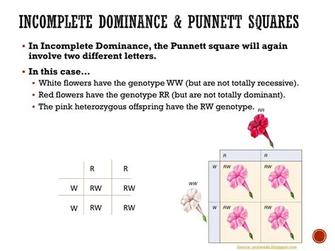 Punnett Square Incomplete Dominance Worksheet Answer Key / As a result ...