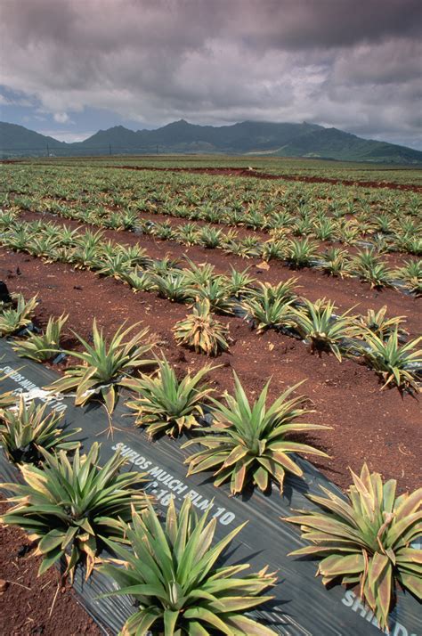 dole-pineapple-plantation - Hawaii Pictures - Hawaii - HISTORY.com