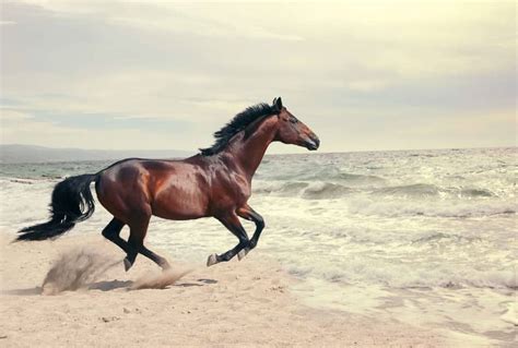 How fast can a horse run and how far can horses run? Complete Guide