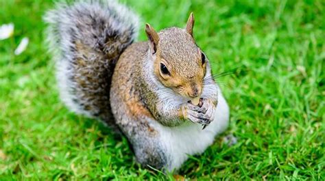 155 Of The Best Squirrel Names That Start With S You'll Love