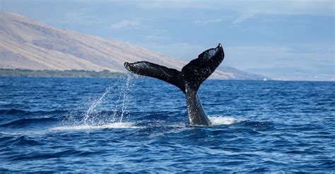 What You Need to Know Before Going for Whale Watching in Maui in December