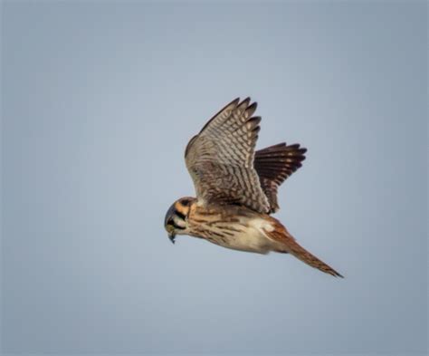 Photographing the Hovering American Kestrel | Martin Belan