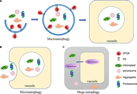 Autophagy In Plants