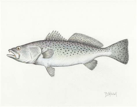 Speckled Trout Drawing by Darren Mitchell - Pixels