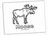 Moose Coloring Pages  Nature Inspired Learning sketch template