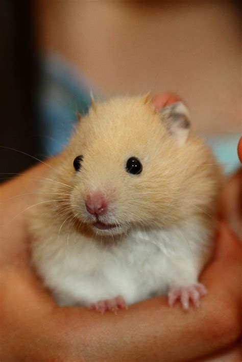 √ 6 Types of Most Popular Hamster Breeds | Hamster breeds, Hamster ...