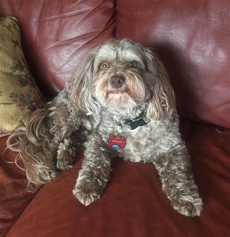 Spencer the Shih Tzu, Poodle Mix - DogPerDay