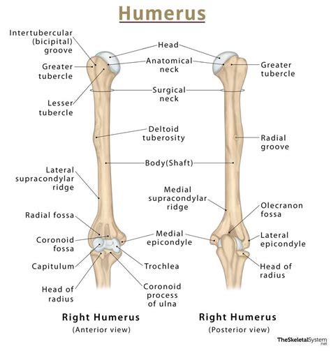 Humerus – Definition, Location, Anatomy, Functions, and Diagram