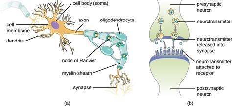 Anatomy of the Nervous System | Microbiology