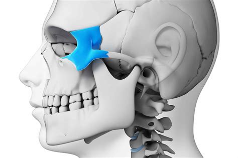 La anatomía del hueso cigomático - Medicina Básica