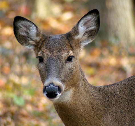 Illinois State Animal | White-tailed Deer