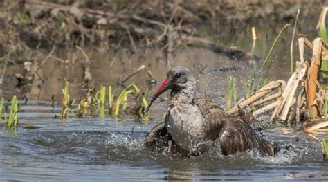 Hadeda Ibis, Hadeda, (Bostrychia hagedash) - Birdwatcher