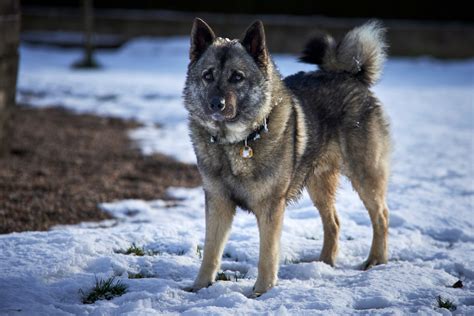 Norwegian Elkhound | The Groomers Spotlight