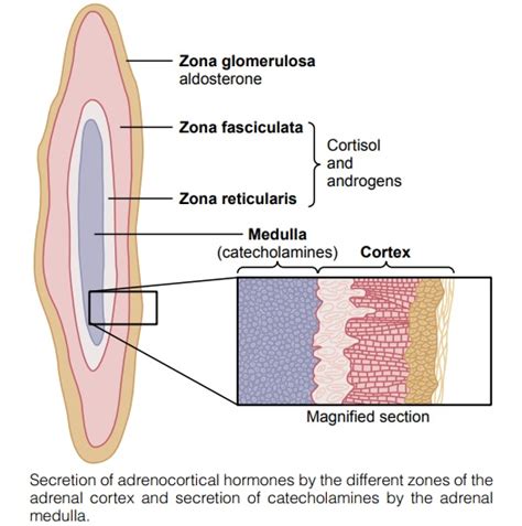 Adrenocortical Hormones