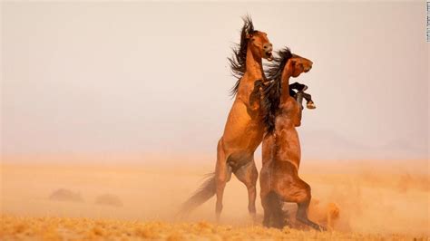 Namibia's last wild horses face perilous future | CNN Travel