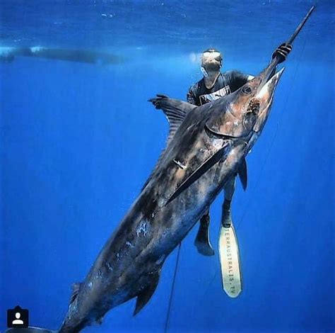 612 best images about Spear fishing. on Pinterest