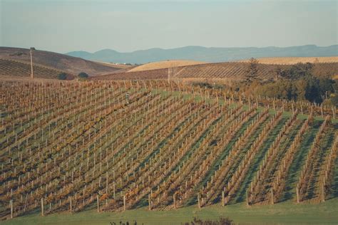 A View of a Vineyard in Napa Valley · Free Stock Photo