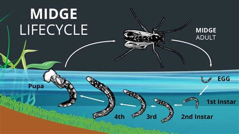 Is a Midge a Nymph? A Fly Fishing Perspective